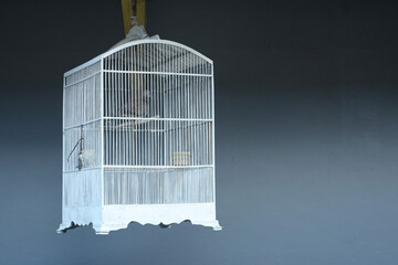 Lonely bird in vintage white cage, longing for freedom