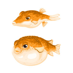 Illustration of a Puffer Fish: Normal and Inflated