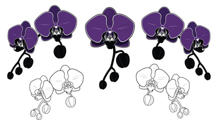Elegant purple orchids blossom with graceful botanical design element