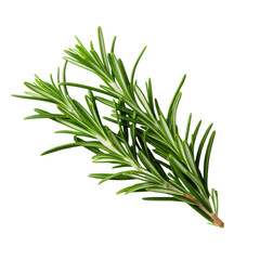 Fototapeta premium Fresh Green Rosemary Sprigs with White Stripes on a White Background herb spice, Isolated On White Background, Png Transparent