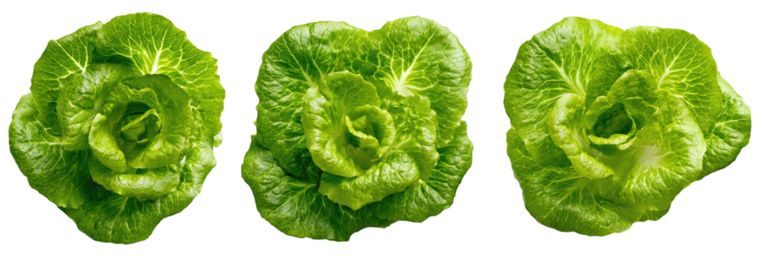 Three vibrant green heads of lettuce on a black background. Top-down view highlighting textures