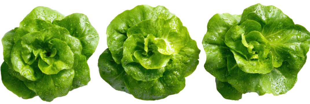 Three vibrant, green heads of leafy vegetables, arranged in a row against a black background - Powered by Adobe