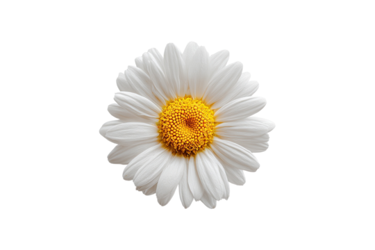 Isolated, detailed close-up of a daisy flower, white petals, yellow center, on black background