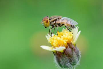 close up of flies on the wild flower, isolated with natural backgrounf