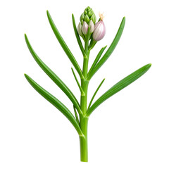 Fototapeta premium Close-up of Sparaxis Flower Buds Opening - Transparent Background