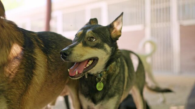 Husky mastiff mix dog in black and brown drooling panting and licking