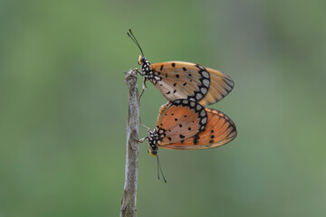 Fototapeta premium couple of butterfly on the branch, isolalated with natural background