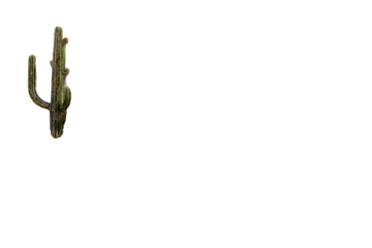 A solitary desert cactus stands tall against a stark black background