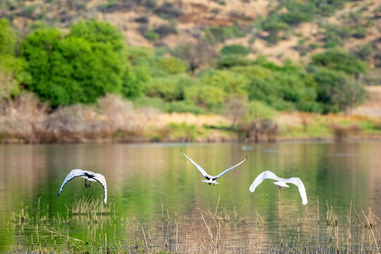 Envol de deux ibis et d'une spatule blanche