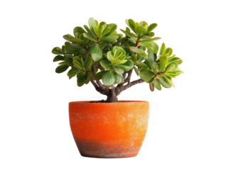 A vibrant green plant with thick, rounded leaves sits in a rustic orange pot