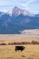 cattle in front of the mountains