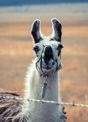 Llama in front of the mountains
