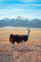 Llama in front of the mountains