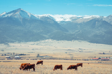 cattle in front of the mountains