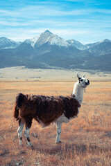 Llama in front of the mountains