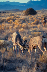 Deer along a prairie background