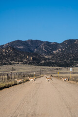 Deer along a prairie background