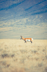 Deer along a prairie background
