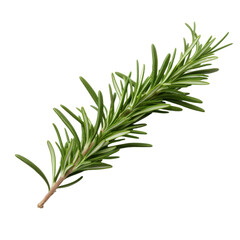 Fototapeta premium Single Sprig of Fresh Green Rosemary Herb on Black Background spice, Isolated On White Background, Png Transparent