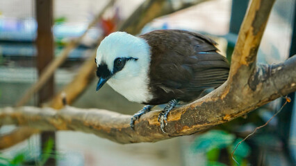 close up photo of a poksay bird perched on a tree