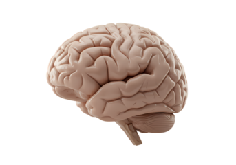 Detailed human brain anatomy, perfect for science visuals