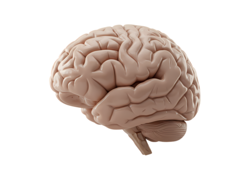 Detailed human brain anatomy, perfect for science visuals