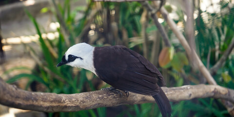 close up photo of a poksay bird perched on a tree