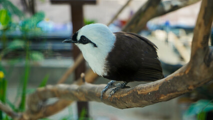 close up photo of a poksay bird perched on a tree