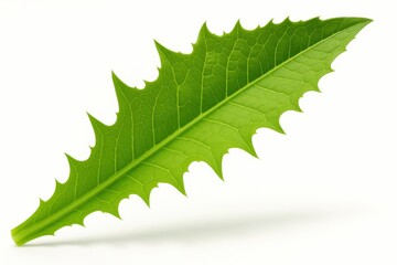Fresh dandelion leaf extreme macro diagonal showing serrated edge on white