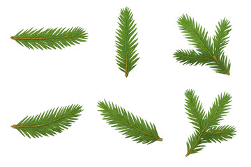Six pine needles sprigs arranged in various orientations, showcasing slender, green foliage