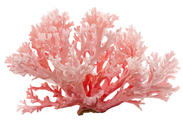 A detailed close-up of a pink coral formation with intricate fronds, set against a black background