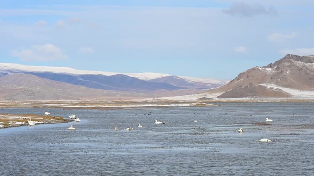 Migrating Whooper Swans rest in the icy waters of Tariat Lake, Mongolia. The remote, snowy landscape and mountains frame this vital stopover for wildlife.