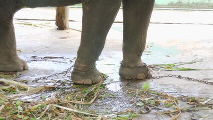 Chained elephants used for tourist rides, showing animal cruelty and suffering. Shot at a tourist attraction in Thailand, highlighting abuse and unethical treatment in the tourism industry