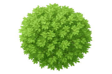 Fototapeta premium Green tree with lush foliage from above, showing a full top view of fresh leaves on a transparent background