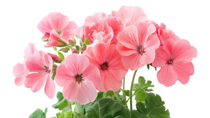 Bright zonal flowers with colorful petals and green leaves showing natural garden plant beauty and vibrant floral detail isolated on white background
