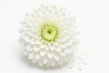 Fototapeta premium Large white chrysanthemum extreme macro head on center disc and florets in sharp focus on white