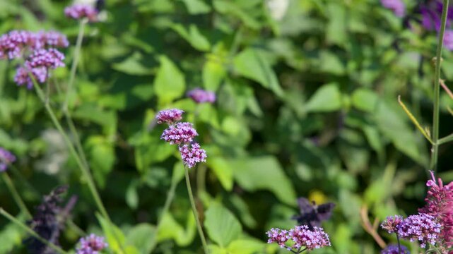 Bee Pollinates Purple Verbena Flowers in Summer Garden
