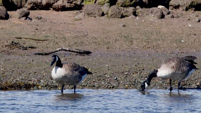 Canada Geese Foraging Along Cromarty Estuary Shoreline in Daylight