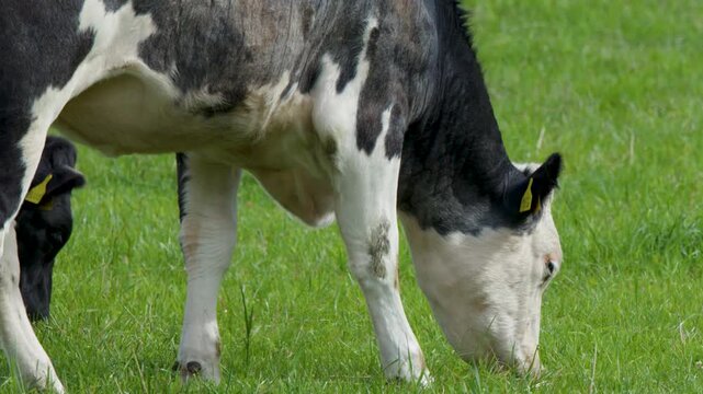Black and White Cow Grazing in Scottish Highlands Pasture
