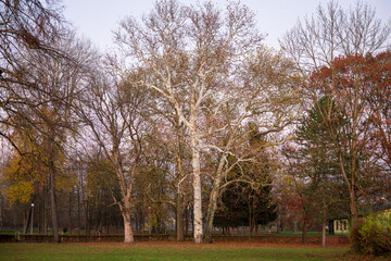 Fototapeta premium Plane trees in a city park during autumn. Large trees with white bark and remaining leaves at sunset, symbolizing nature in the city.
