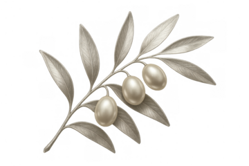Olive branch with fruit providing peace and wisdom, botanical drawing with transparent background