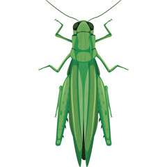Green Grasshopper Insect Detailed Top View Studio Shot Isolated on White Background Realistic Pixel Art Style
