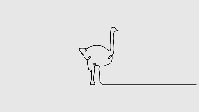Self animated continuous one line drawing of ostrich. Single black line. Full length one line 4k animation video