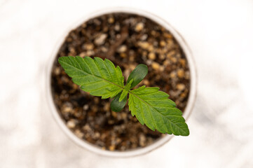 Cannabis seedlings