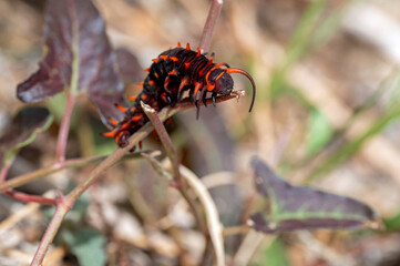 Pipevine Swallowtail caterpillar (Battus philenor) on host plant, Southwestern Pipevine (Aristolochia watsonii)