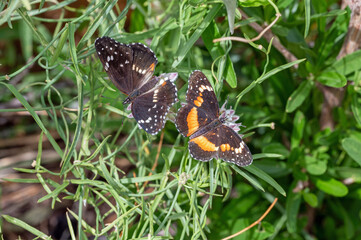 Bordered Patch (Chlosyne lacinia) butterfly