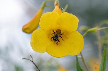Pollinator in a yellow bells flower