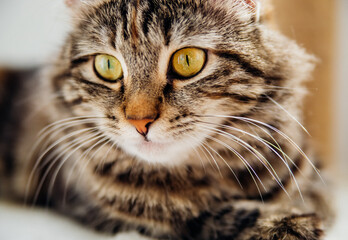 Portrait of a striped domestic cat. Close-up of a cat's face.