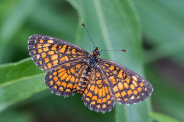 Elada Checkerspot (Texola elada)