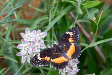 Bordered Patch (Chlosyne lacinia) butterfly